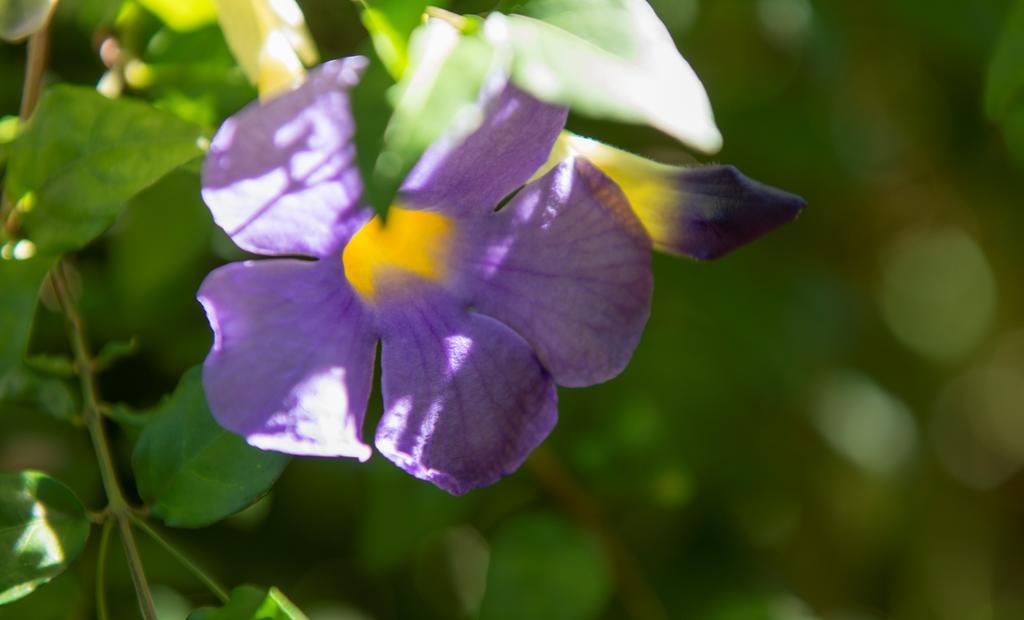 Auberge Chez Plume Anse Boileau エクステリア 写真